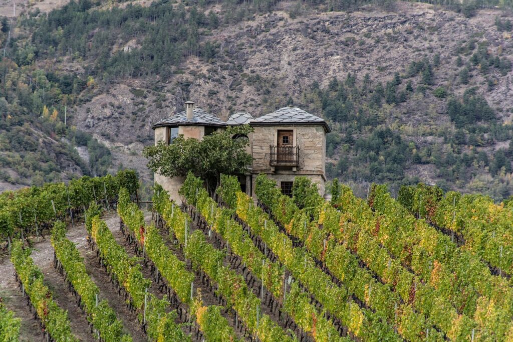 mountain, vineyard, wine, valle d'aosta, agriculture, nature, landscape